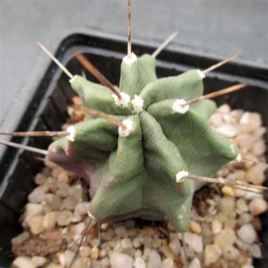 Echinocereus triglochidiatus 1-3 spines