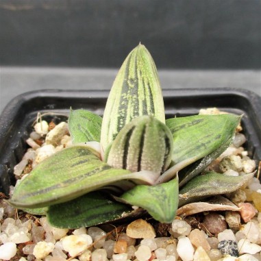 Gasteria CV Little Warty