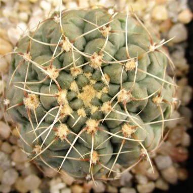 Gymnocalycium ubelmannianum