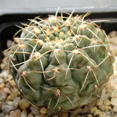 Gymnocalycium ubelmannianum