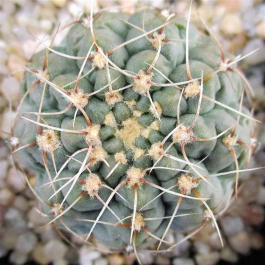 Gymnocalycium ubelmannianum