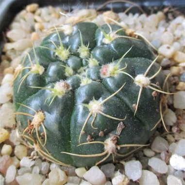 Gymnocalycium denudatum  CV Jan suba