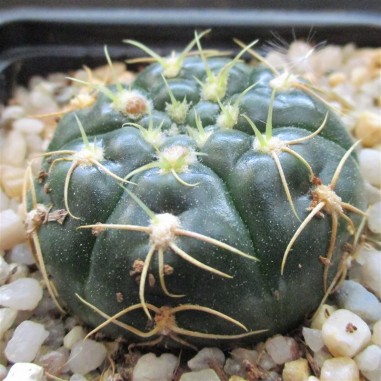 Gymnocalycium denudatum  CV Jan suba