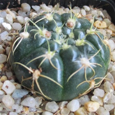 Gymnocalycium denudatum  CV Jan suba