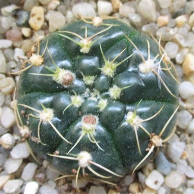 Gymnocalycium denudatum  CV Jan suba