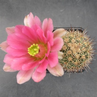 Echinocereus roetteri (coccineus x...