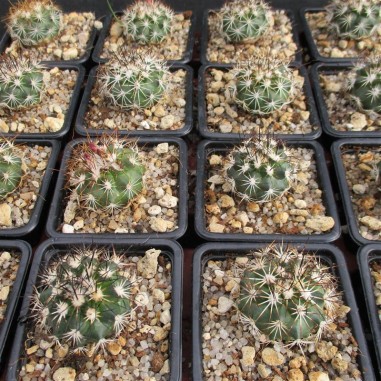 Turbinicarpus horripilus