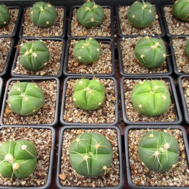 Gymnocalycium horstii  4ribs