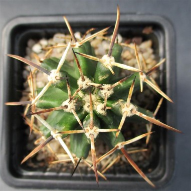 Echinocereus fendleri var. kuenzleri