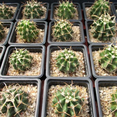 Echinocereus fendleri var. kuenzleri