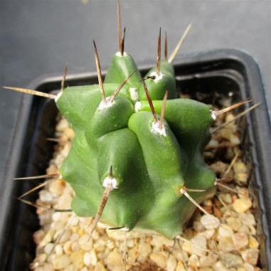 Echinocereus triglochidiatus 1-3 spines