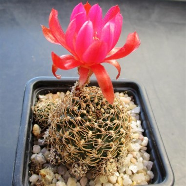 Aylostera HIBRYD RED FLOWER CLONE