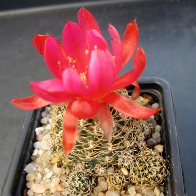 Aylostera HIBRYD RED FLOWER CLONE