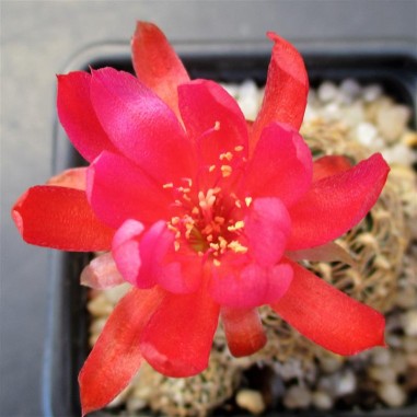 Aylostera HIBRYD RED FLOWER KLON