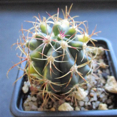 Ferocactus diguetii HYBRID variegata