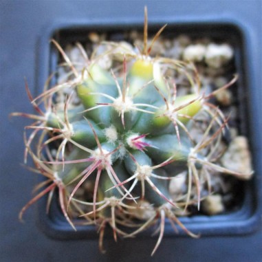 Ferocactus diguetii HYBRID variegata