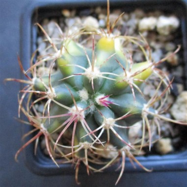 Ferocactus diguetii HYBRID variegata