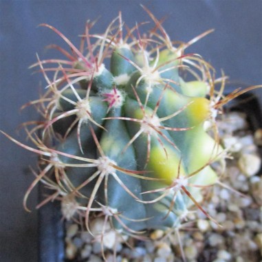 Ferocactus diguetii HYBRID variegata