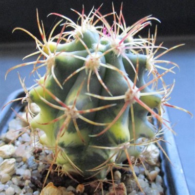 Ferocactus diguetii HYBRID variegata