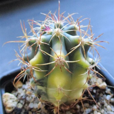 Ferocactus diguetii HYBRID variegata