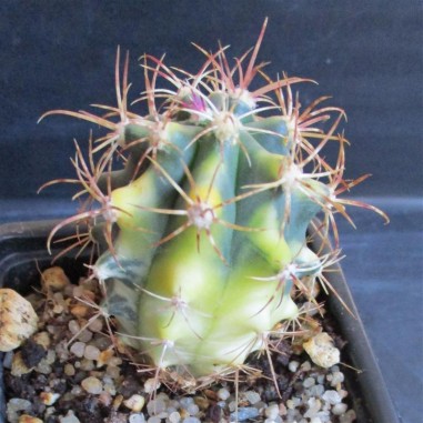 Ferocactus diguetii HYBRID variegata