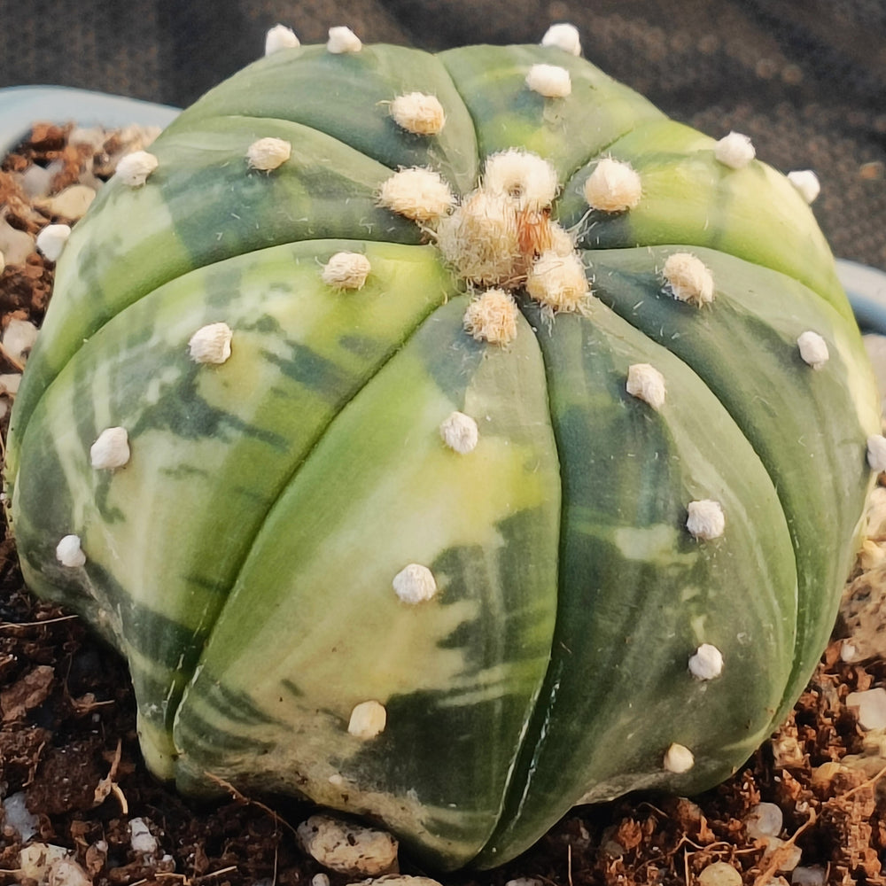 Astrophytum asterias VARIEGATA