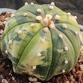 Astrophytum asterias VARIEGATA
