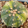 Astrophytum asterias VARIEGATA