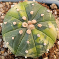 Astrophytum asterias VARIEGATA