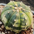 Astrophytum asterias VARIEGATA