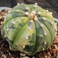 Astrophytum asterias VARIEGATA