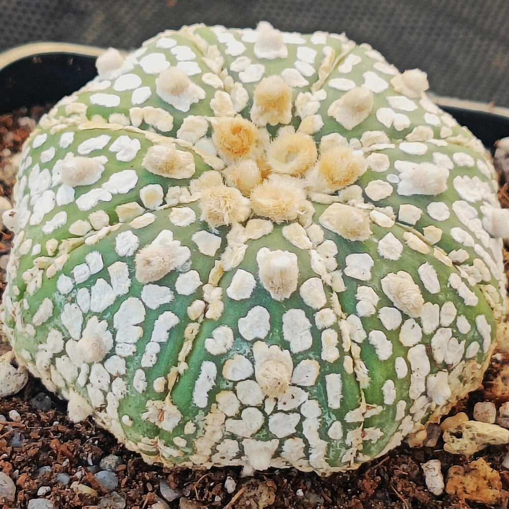 Astrophytum  “CV SUPERKABUTO