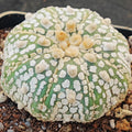 Astrophytum  “CV SUPERKABUTO