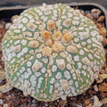 Astrophytum  “CV SUPERKABUTO