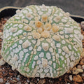 Astrophytum  “CV SUPERKABUTO