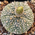 Astrophytum "CV SUPERKABUTO 7 RIBS"