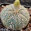 Astrophytum "CV SUPERKABUTO 7 RIBS"