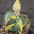 Astrophytum myriostigma VARIEGATA