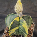 Astrophytum myriostigma VARIEGATA