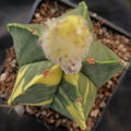 Astrophytum myriostigma VARIEGATA