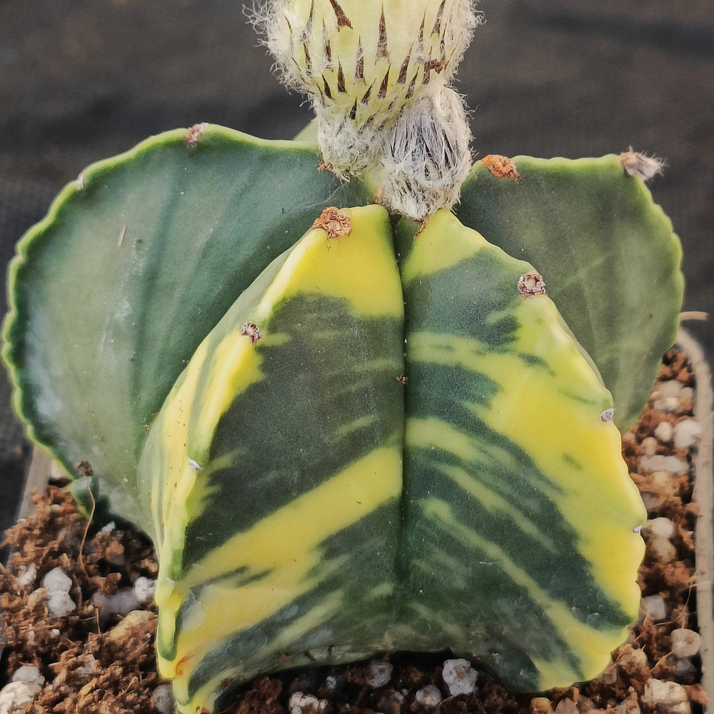 Astrophytum myriostigma VARIEGATA