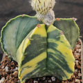 Astrophytum myriostigma VARIEGATA
