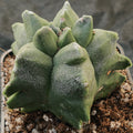 Astrophytum myriostigma “CV KIKO”