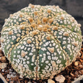 Astrophytum asterias “CV SUPERKABUTO