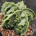 Astrophytum myriostigma v nudum “CV FUKURYU”