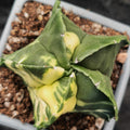 Astrophytum myriostigma VARIEGATA