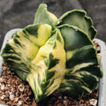 Astrophytum myriostigma VARIEGATA