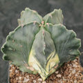 Astrophytum myriostigma VARIEGATA "CV KIKO" PATTERN
