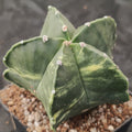 Astrophytum myriostigma VARIEGATA