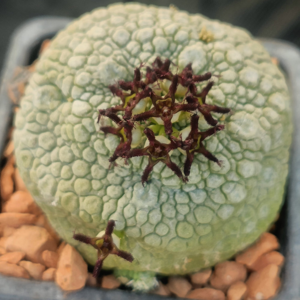 Pseudolithos miguirtinus